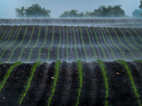 Corn Seedlings, Ground Fog, Raymond, WI 2007