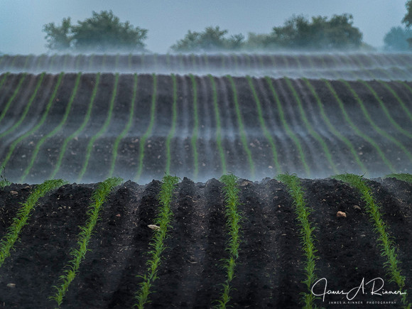 Corn Seedlings, Ground Fog, Raymond, WI 2007